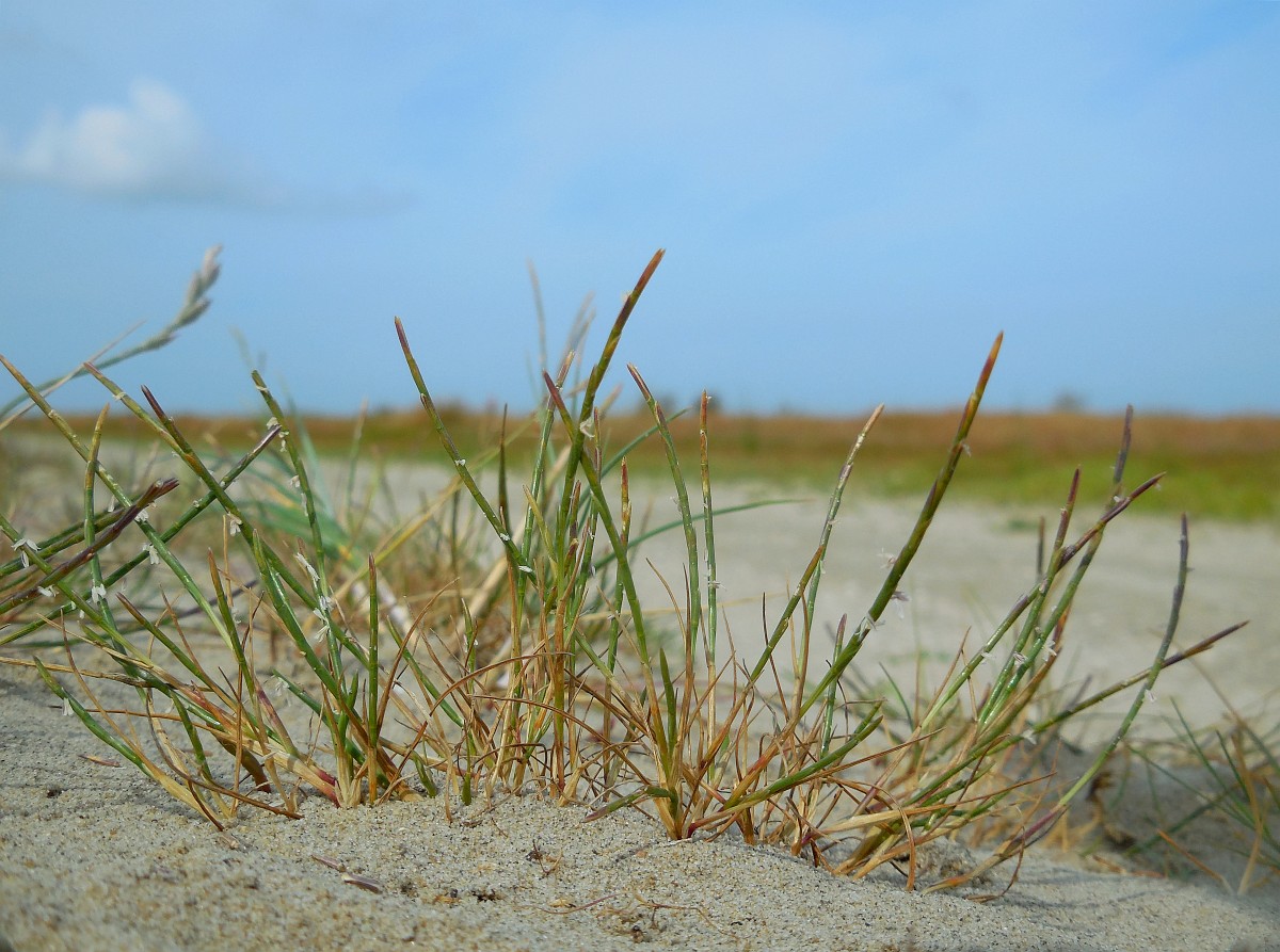 Parapholis strigosa, Slender Barbgrass